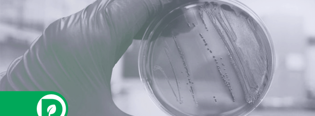 Promatec_-_CAPA BLOG – Coliformes Totais e Escherichia coli Promatec_-_CAPA BLOG - Coliformes Totais e Escherichia coli